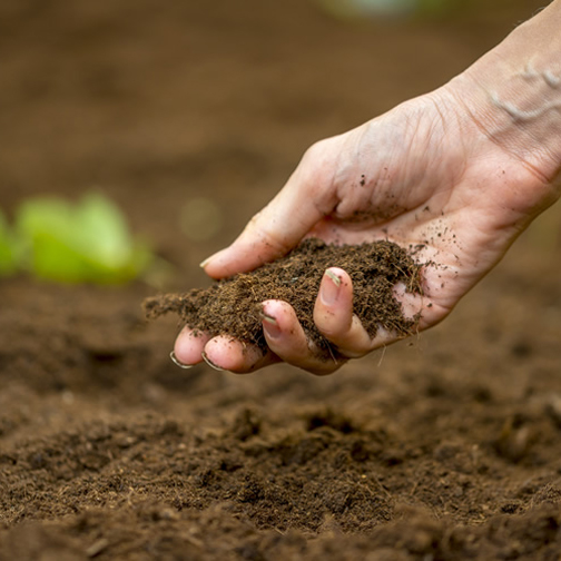 How To Improve Soil Fertility Naturally
